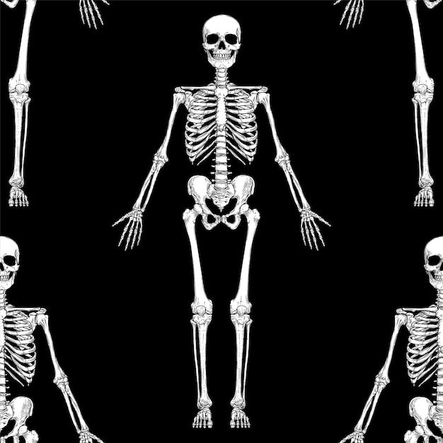 Anatomía del esqueleto humano