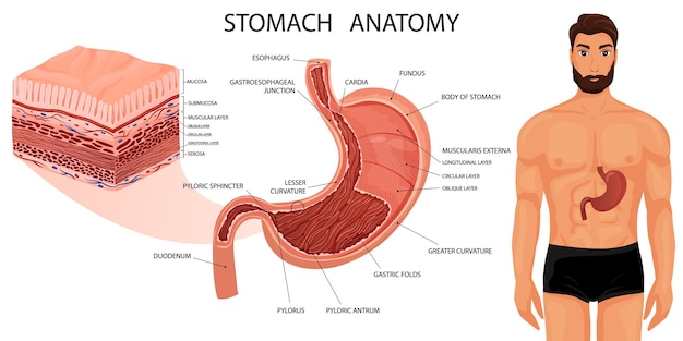 Anatomía del estómago con todas las capas y el cuerpo humano.