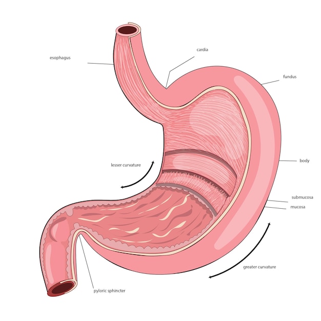 Vector anatomía del estómago