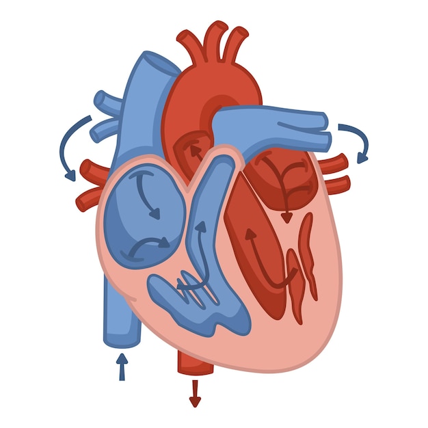 Anatomía del flujo sanguíneo del corazón humano