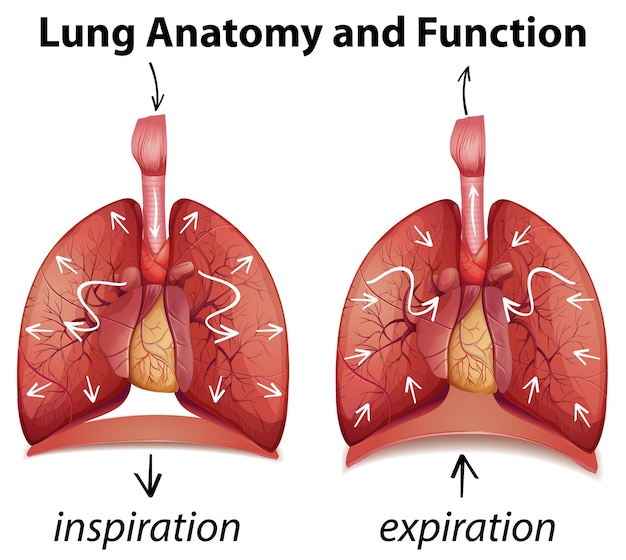 Anatomía y funciones del pulmón para la educación