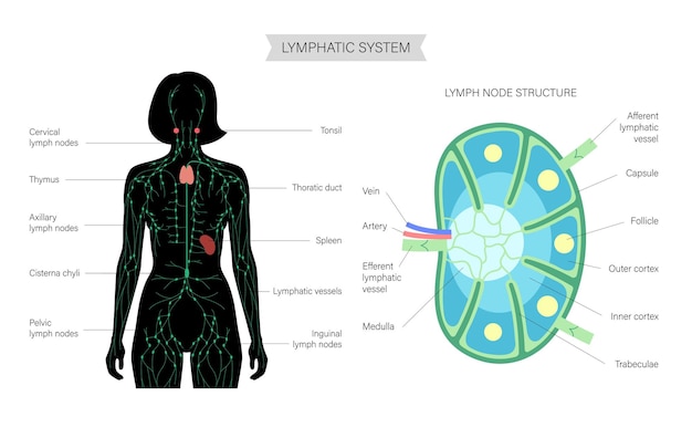 Anatomía de los ganglios linfáticos