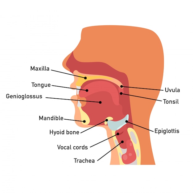 Anatomía de la garganta