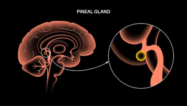 Vector anatomía de la glándula pineal