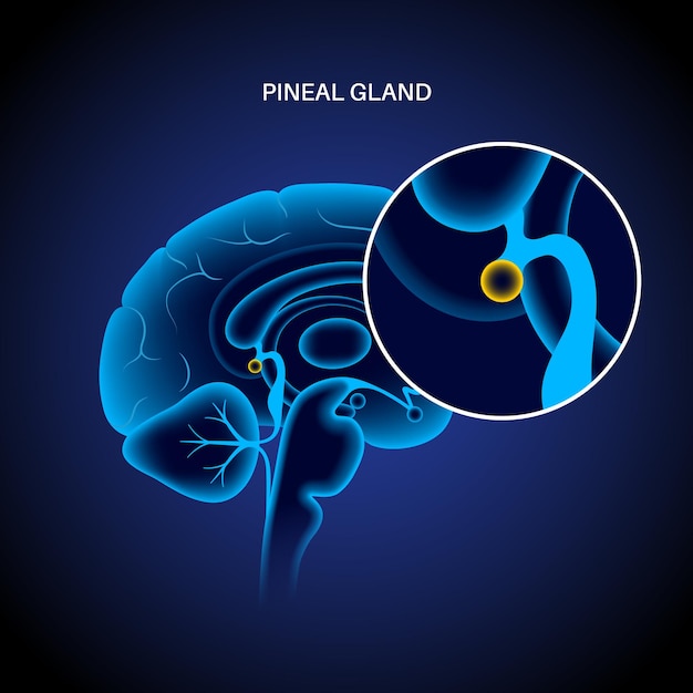 Vector anatomía de la glándula pineal