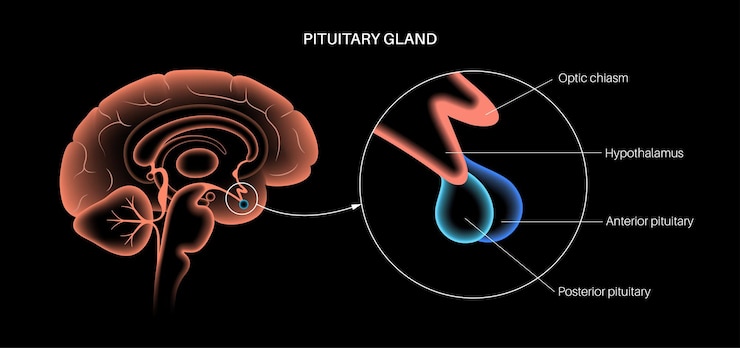 Vector anatomía de la glándula pituitaria. concepto de sistema endocrino humano, cerebro e hipotálamo. conexión de los órganos internos con hormonas de la glándula pituitaria anterior y posterior ilustración vectorial aislada