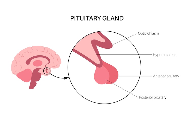 Vector anatomía de la glándula pituitaria. concepto de sistema endocrino humano, cerebro e hipotálamo. conexión de los órganos internos con hormonas de la glándula pituitaria anterior y posterior ilustración vectorial aislada