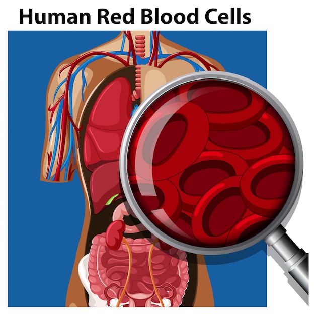 Vector anatomía de los glóbulos rojos humanos
