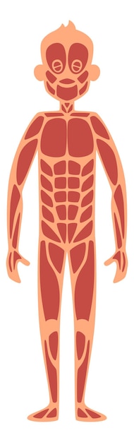 Anatomía del hombre adulto. Sistema muscular del cuerpo humano aislado sobre fondo blanco.