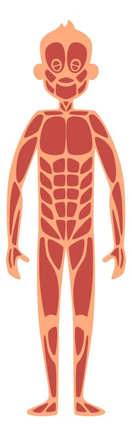 Vector anatomía del hombre adulto. sistema muscular del cuerpo humano aislado sobre fondo blanco.