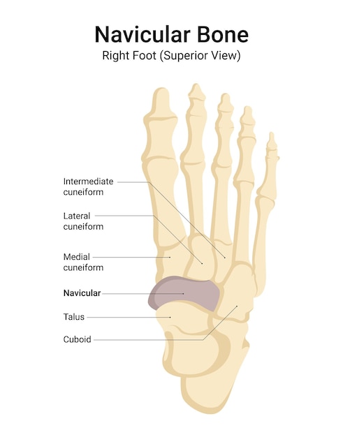Anatomía del hueso navicular del pie derecho