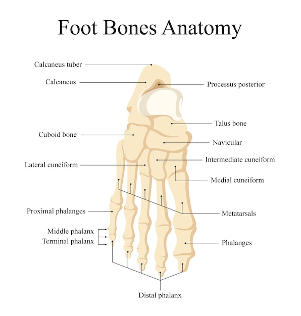 anatomía del hueso del pie humano diseño para medicina