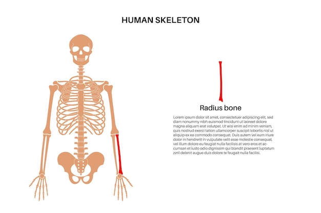 Vector anatomía del hueso del radio