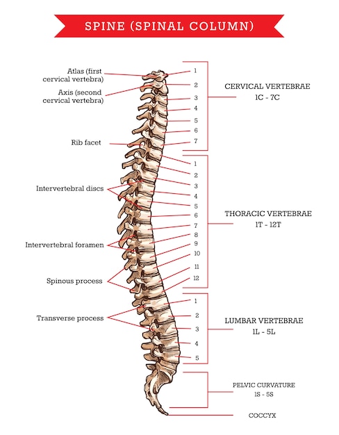 Anatomía de los huesos de la columna vertebral humana, bosquejo del esqueleto de la columna vertebral o columna vertebral. Vértebras cervicales, torácicas y lumbares, curvatura pélvica y cóccix, faceta costal, discos intervertebrales y foramen