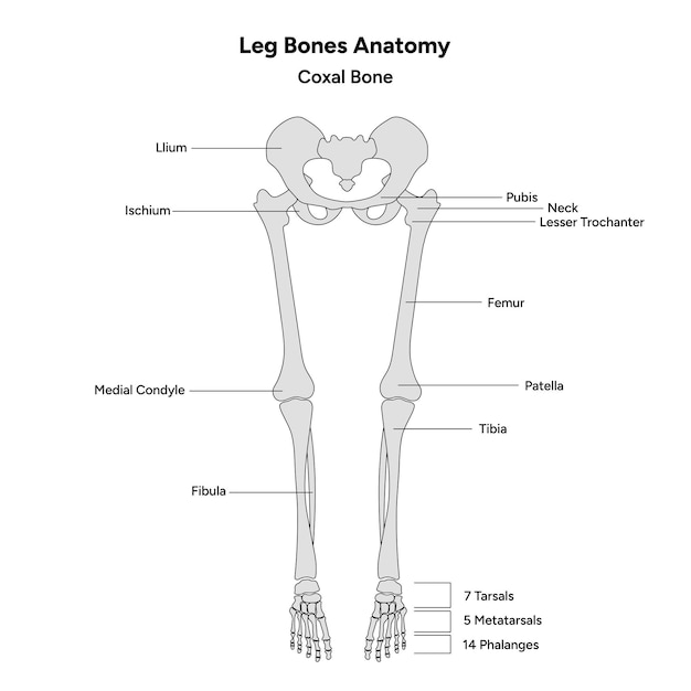 Vector anatomía de los huesos de las piernas