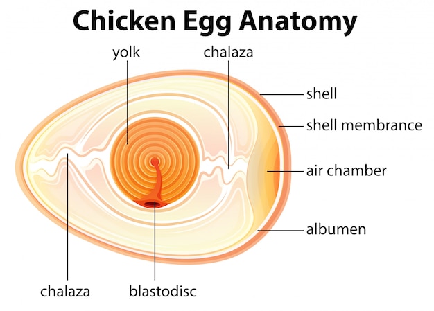 Anatomía De Huevo De Pollo