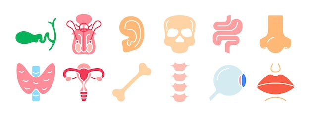 Anatomía humana conjunto icono vesícula biliar órganos reproductivos oreja cráneo intestino nariz tiroides útero hueso columna vertebral ojos labios medicina biología