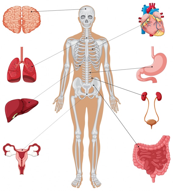 Vector anatomía humana con diferentes órganos internos