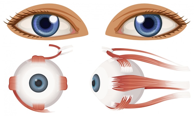 Vector anatomía humana del globo ocular