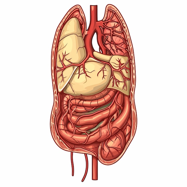 Vector anatomía_humana_la_aorta_abdominal
