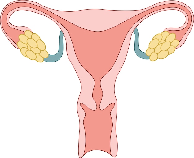 Vector anatomía humana sistema reprodutor rgos femenino reprodutores rgos femeninos esquema de localización