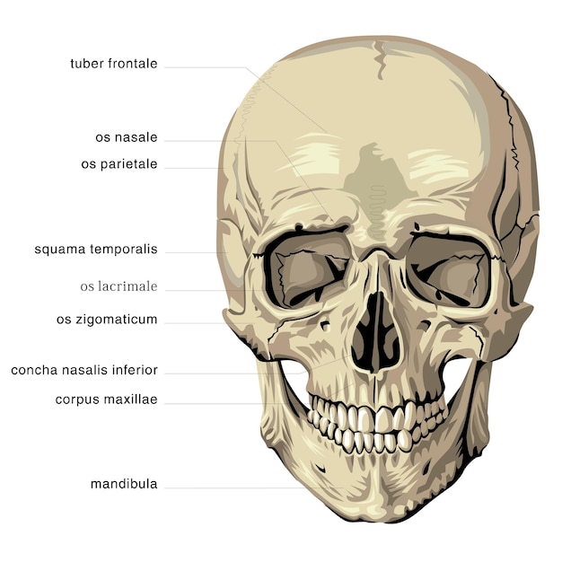 Vector anatomía humana