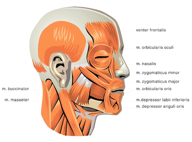 anatomía humana