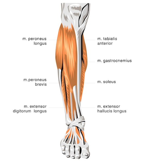 Vector anatomía humana