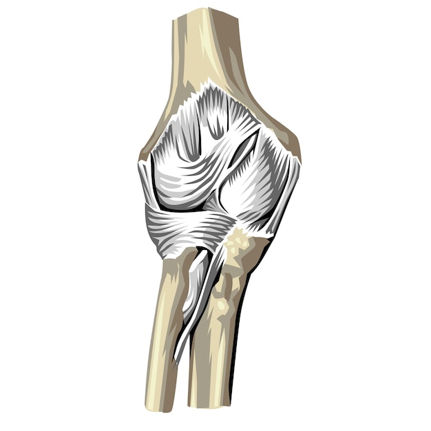 Vector anatomía humana