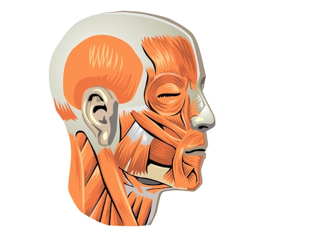 Vector anatomía humana