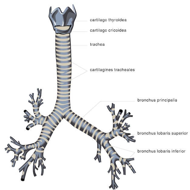 Vector anatomía humana