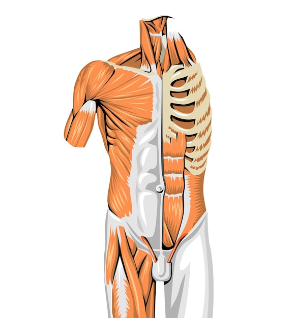 Vector anatomía humana