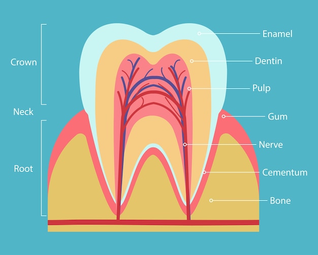 Vector anatomía de la ilustración de dientes humanos.