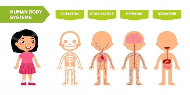 Vector anatomía infantil.