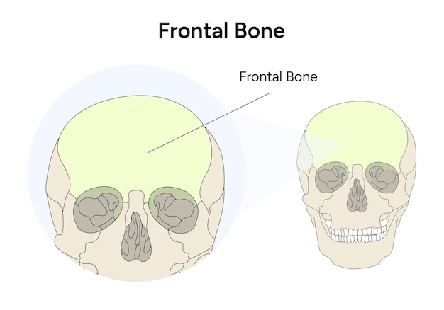 Anatomía infográfica del hueso frontal del cráneo en vector