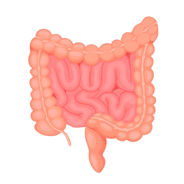 Vector anatomía del intestino delgado y grueso tracto digestivo interno del órgano humano ilustración vectorial