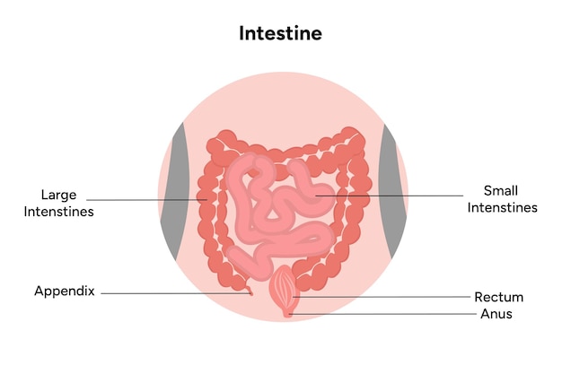 La anatomía del intestino grueso