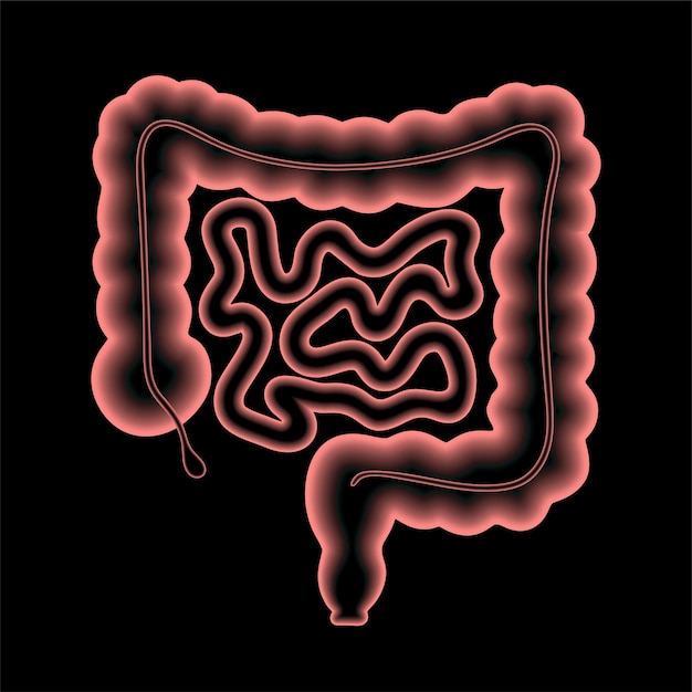 Anatomía del intestino humano