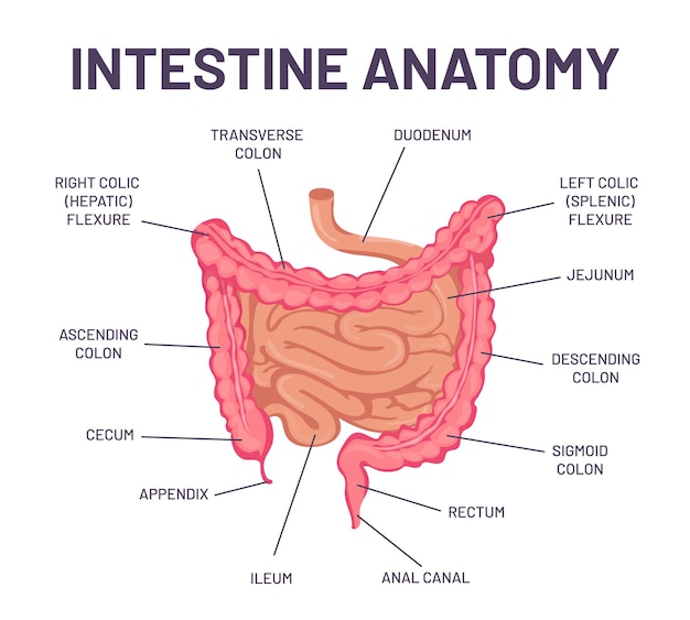 Anatomía del intestino. Infografía del intestino del sistema digestivo del cuerpo humano con duodeno, colon y yeyuno. Estructura del vector del órgano abdominal interno. Banner de educación médica, hospital o escuela.