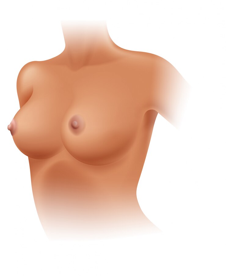 Vector anatomía de la mama femenina en el fondo blanco
