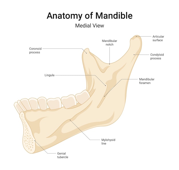 Anatomía de la mandíbula vista medial