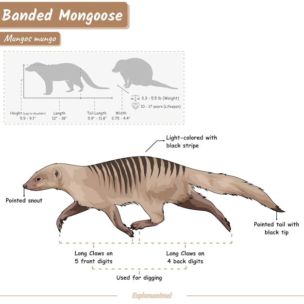 Anatomía de una mangosta rayada