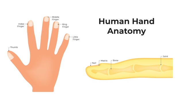 Anatomía de la mano humana Matriz de uñas articulación ósea de pulgar dedo índice dedo medio anillo pequeño
