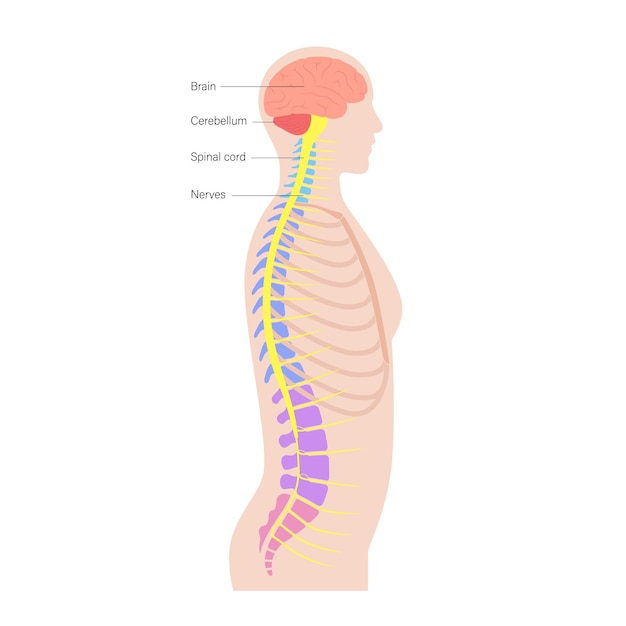 Anatomía de la médula espinal