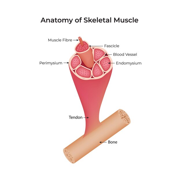 Anatomía del músculo esquelético Fibra muscular Perímiso Tendón hueso Fascicle Vector de vasos sanguíneos