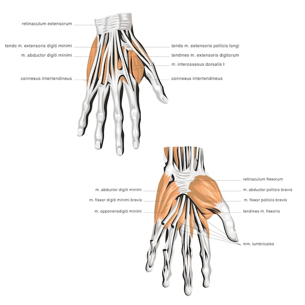 Anatomía del músculo del hueso de la palma.