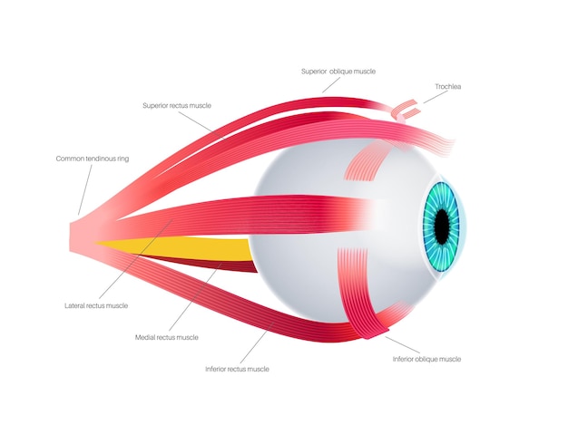 Anatomía de los músculos extraoculares