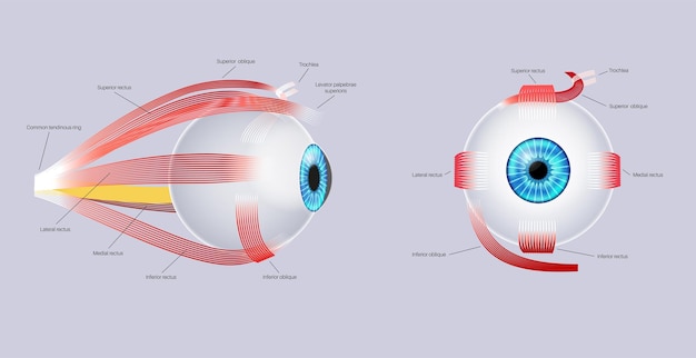 Anatomía de los músculos extraoculares
