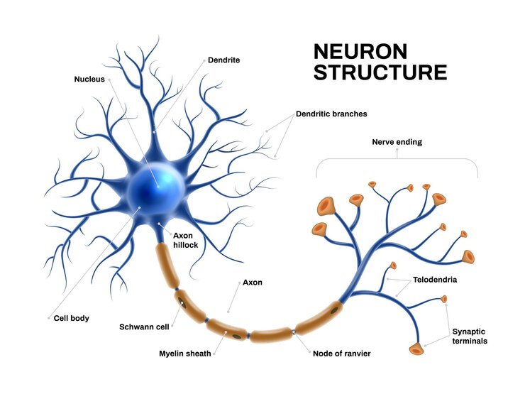 Vector anatomía de la neurona realista