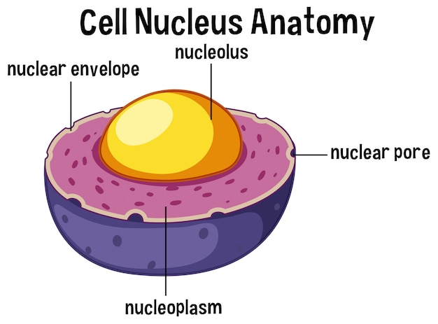 Anatomía del núcleo de células animales